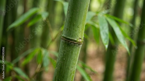 Close-Up of Bamboo Stem Bamboo Green Nature Plant Forest Tropical Flora. Concept featuring bamboo, green, nature, plant, forest for professional commercial design.