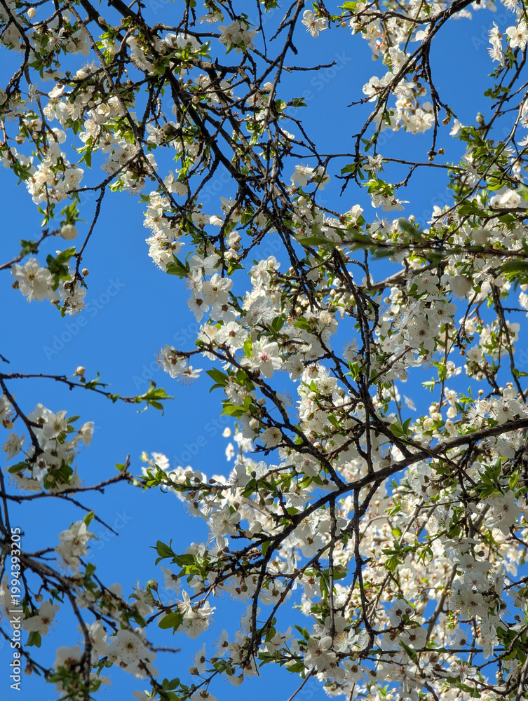 Fototapeta premium Blossoming of the cherry plum tree in spring time with white beautiful flowers on blue sky background. Fresh warm spring mood.