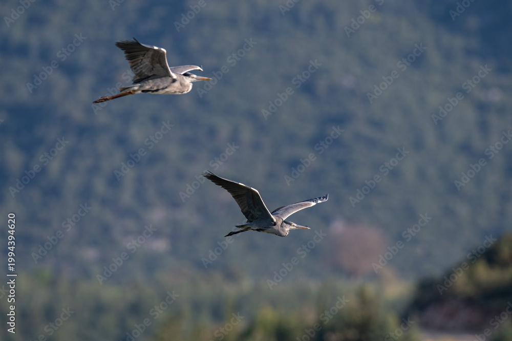 Obraz premium Two gray herons (Ardea cinerea) gliding through the blue sky against a forest backdrop. The aesthetic and symmetrical appearance of the birds in flight in their natural habitat.