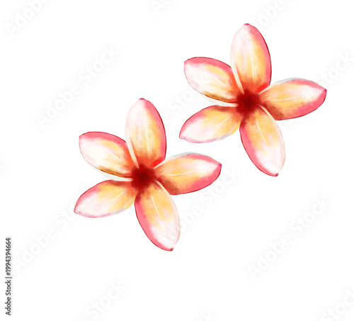 white frangipani flower