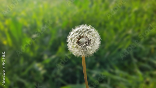 Macro of a dandelion seed head with delicate white fluff against a lush green blurred background.
