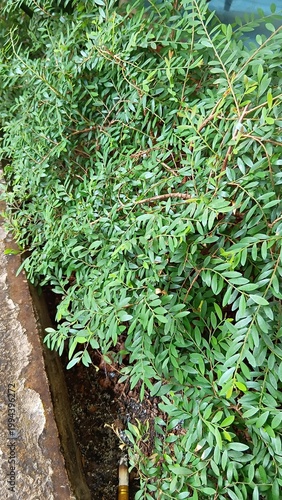 green moss on the wall