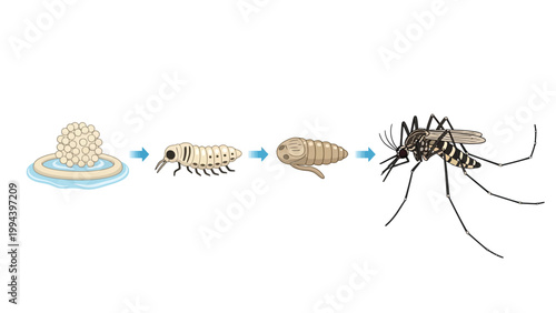 Mosquito Life Cycle Stages Vector Illustration, Egg Larva Pupa Adult Insect Development Isolated on Transparent Background