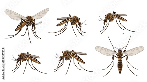 Realistic Mosquito Insect Vector Set, Detailed Aedes Mosquitoes in Different Flying Poses Isolated on Transparent Background