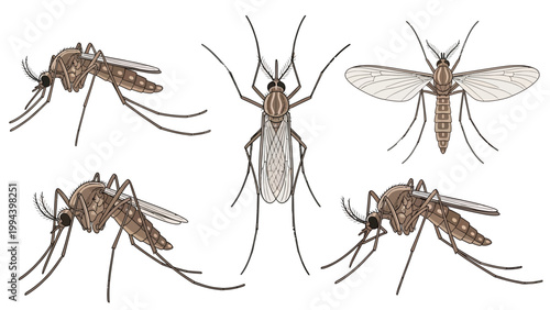 Detailed scientific illustrations of a mosquito shown from multiple angles and perspectives