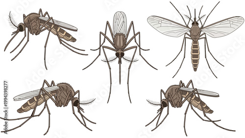 Realistic Mosquito Insect Vector Set, Detailed Aedes Mosquitoes in Various Poses Isolated on Transparent Background