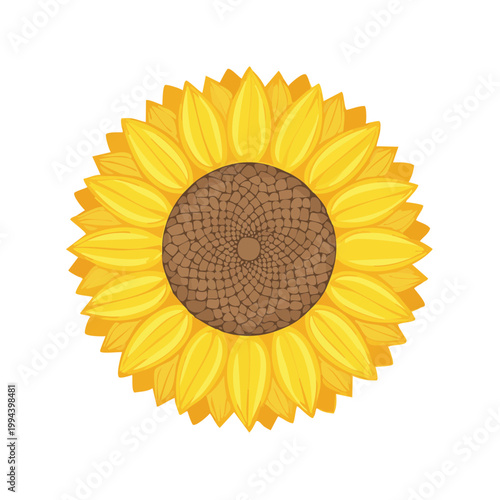 Bright Yellow Sunflower Head Top View Vector Illustration