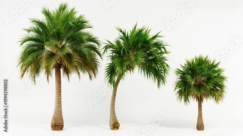 Tropical palm trees swaying in breeze with white background 4K Ai HD high quality video.