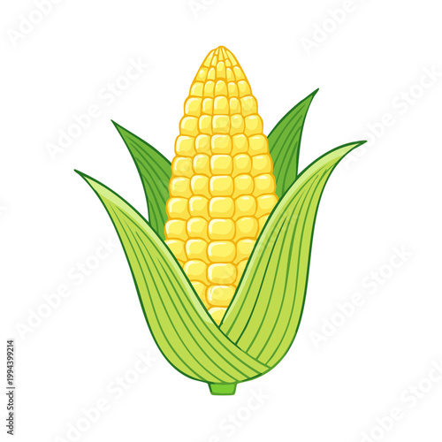 Fresh yellow corn cob with green husks and leaves illustration