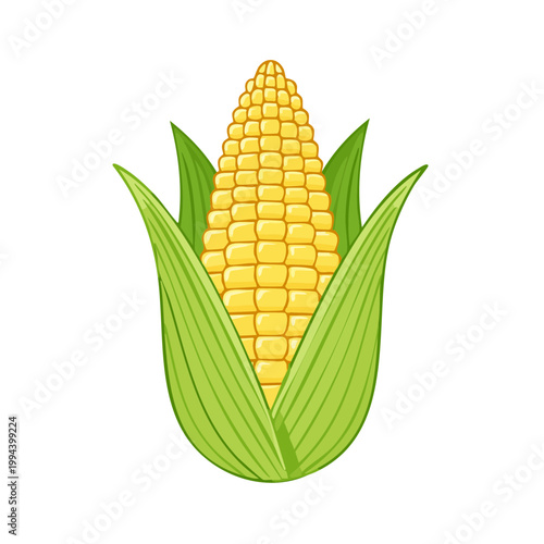 Fresh Yellow Corn Cob with Green Leaves Illustration
