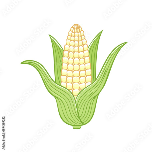 Fresh Golden Corn Ear with Green Leaves Natural Food Illustration