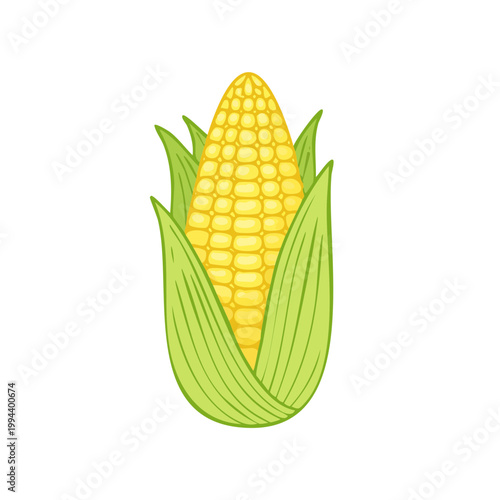 Illustration of a ripe yellow corn cob with green leaves on a white background