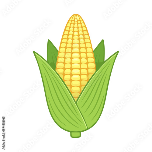 Yellow corn cob with green husks and leaves isolated on white background