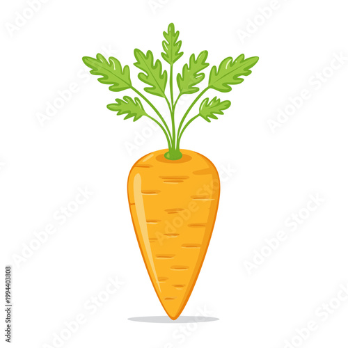 Fresh orange carrot with green leafy tops isolated on a white background