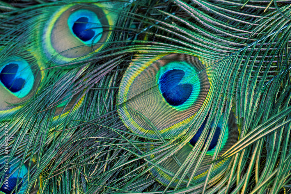 Fototapeta premium Peacock feather pattern, bright green - blue bird tail texture