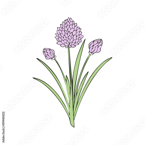 Delicate Lavender Allium Flower Blossom with Buds and Green Leaves Hand Drawn Illustration