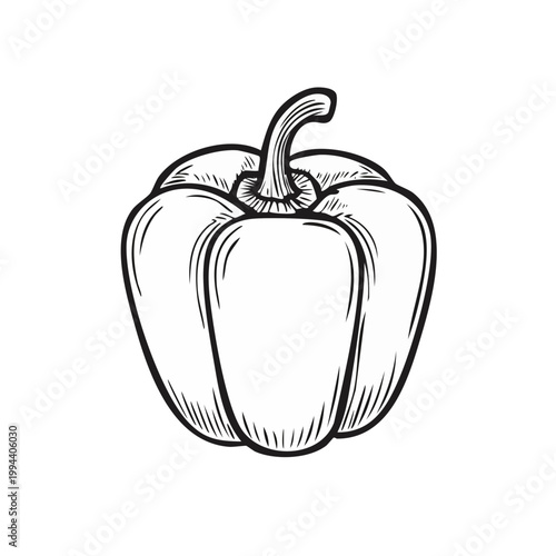 Hand drawn bell pepper sketch in black and white