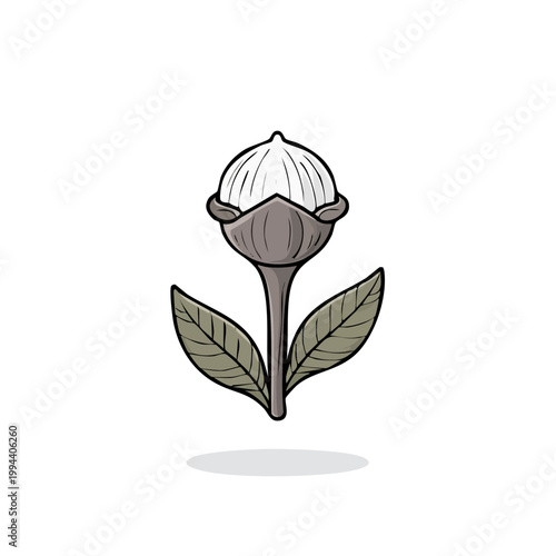 Hand Drawn Illustration of a Clove Bud with Leaves on White Background
