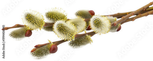 fluffy pussy willow cutout spring catkin branch png white blossom bud cutout easter decoration branch png natural salix caprea cutout beautiful spring flower isolated transparent background image