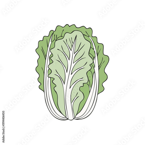 Fresh green napa cabbage vegetable with a crisp leafy texture