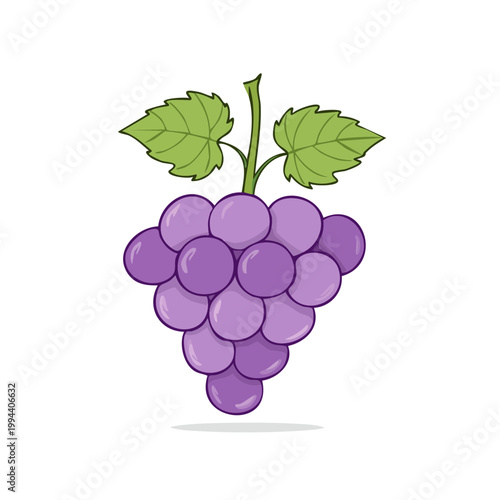Illustration of a bunch of ripe purple grapes with green leaves on a stem