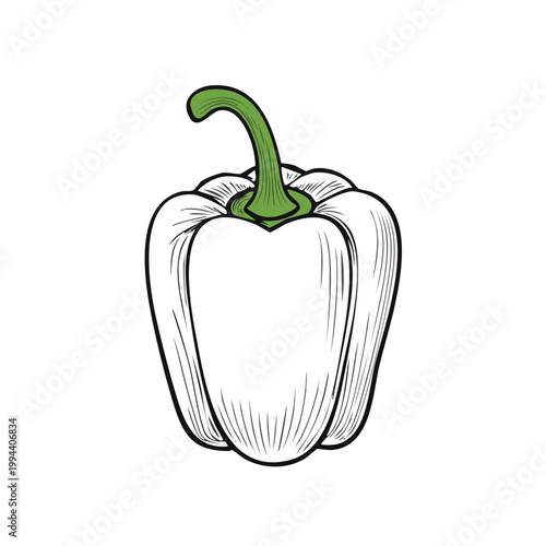 Hand-drawn outline illustration of a single fresh white bell pepper with green stem