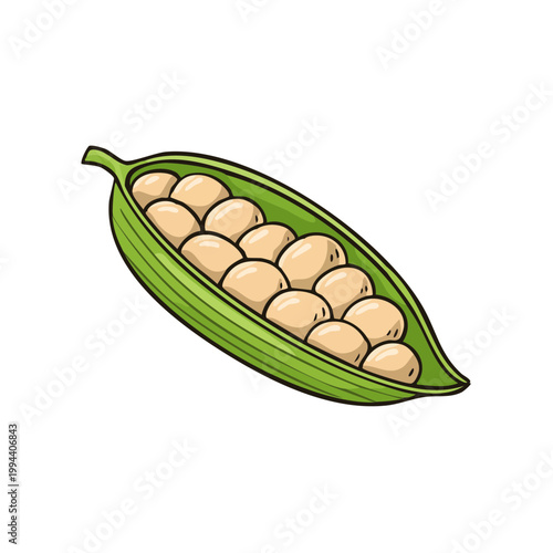 Open Pea Pod Filled with Numerous White Beans Illustration