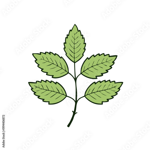 Illustration of a Green Compound Leaf with Serrated Edges and a Visible Stem