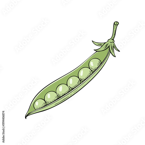 Detailed sketch of a single opened pea pod with six ripe peas inside and green leaves at the top