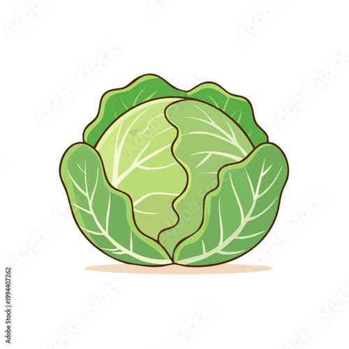 Fresh green cabbage vegetable illustration with textured leaves and subtle shading