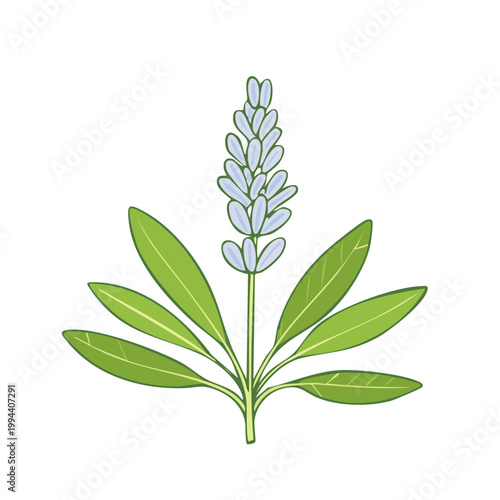 Stylized illustration of a flowering lavender plant with green leaves and a pale blue bloom