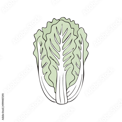 Illustration of fresh green Napa cabbage vegetable with detailed leaves and stem