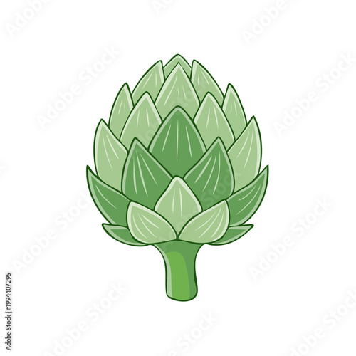 Fresh Green Artichoke Vegetable Illustration