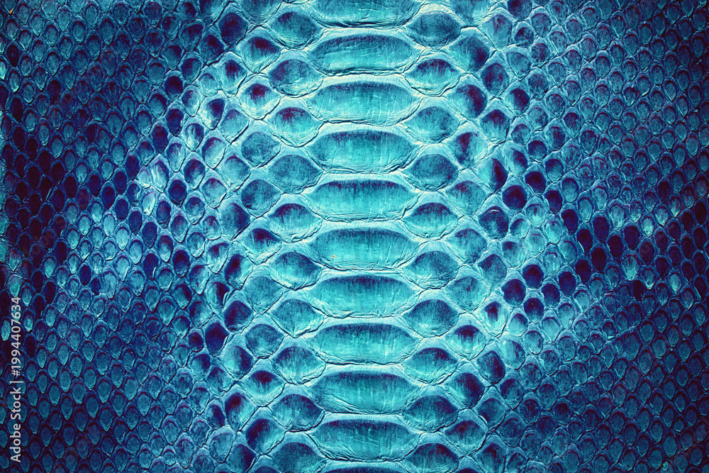 Fototapeta premium blue snake skin background, natural reptile skin texture.