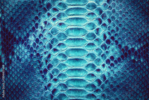 blue snake skin background, natural reptile skin texture.