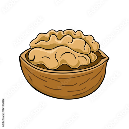 Whole Walnut Kernel Inside Half Shell Natural Food Illustration