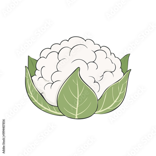 Fresh Cauliflower Vegetable with Green Leaves Illustration