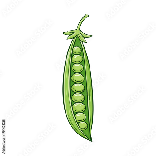 Open Green Pea Pod with Round Peas Inside, Healthy Vegetable Illustration