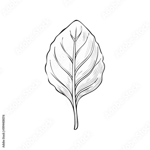 Hand Drawn Outline of a Single Spinach Leaf with Detailed Veins and Stem