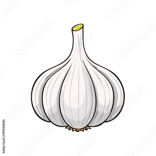Single bulb of white garlic with peeled cloves and stem on white background cartoon illustration