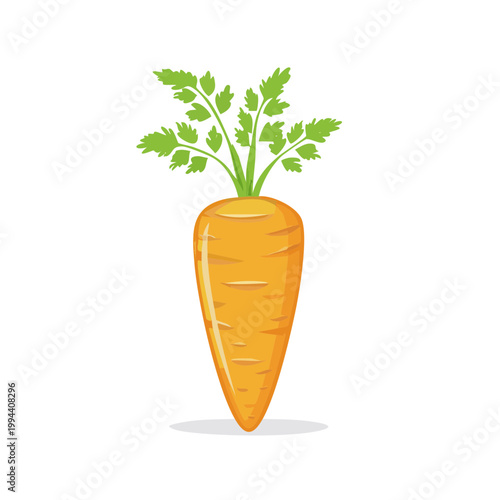 Healthy Orange Carrot with Green Leafy Tops Isolated on White Background
