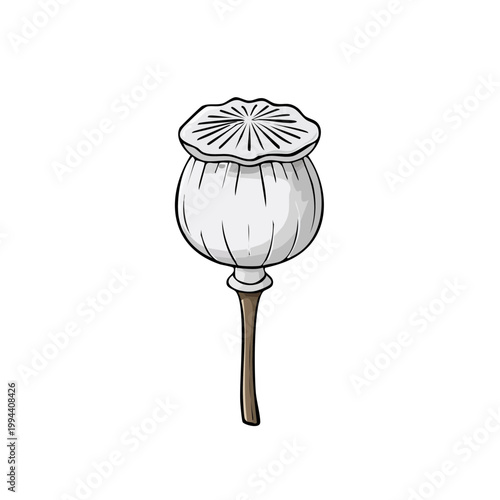 Isolated Poppy Seed Head Illustration Delicate Botanical Art with Detailed Texture and Stem