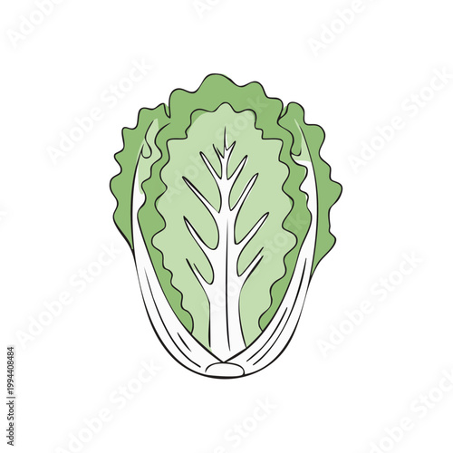 Hand Drawn Illustration of a Fresh Green Lettuce Head with Detailed Veins