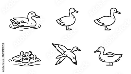 Duck Icons: A delightful array of line art duck illustrations showcasing various poses, from swimming to flight, perfect for adding a touch of whimsy and nature to any design. 