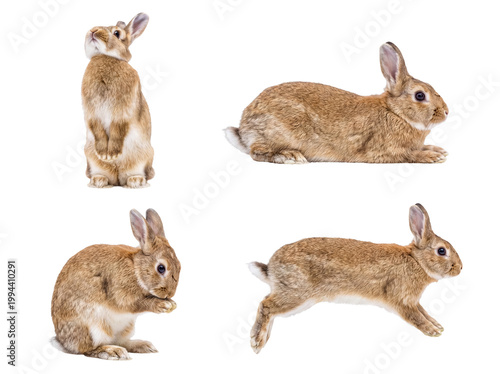 Photography Four delightful brown rabbits in various playful poses, captured on a transparent background