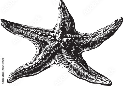 Vector black vintage engraved illustration isolated on a white background