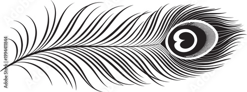 Elegant peacock feather vector illustration, black and white bird plume with eye pattern, decorative exotic quill for logo design and branding