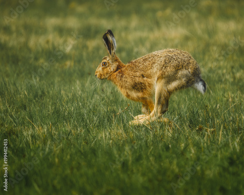 Wild european hare sprinting in a lush green meadow. Brown hare in dynamic motion during a spring day. Fast animal in natural environment.