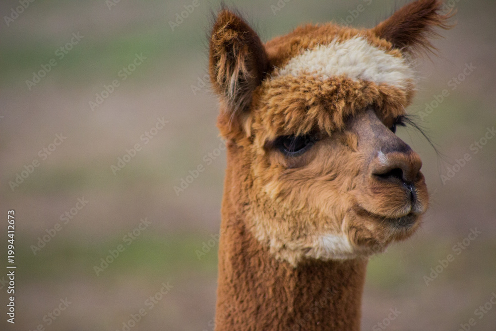 Fototapeta premium close up of a carmel alpaca