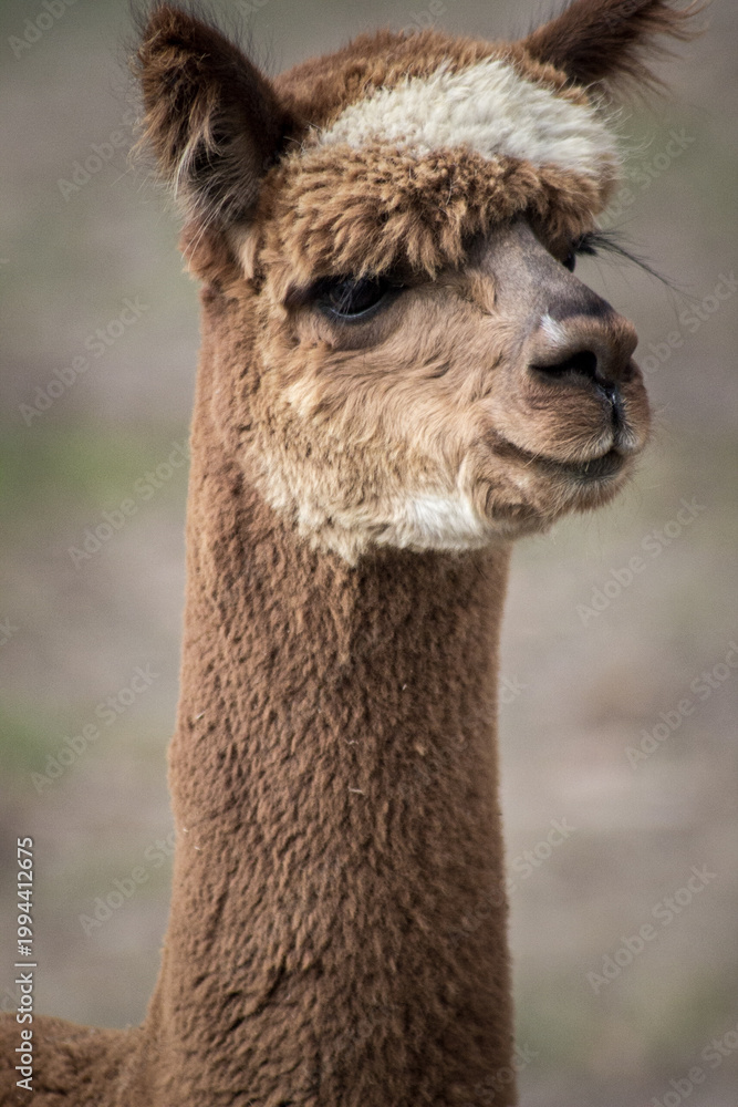 Fototapeta premium close up of a Alpaca
